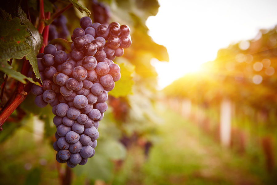5-course Spanish Inspired Wine Dinner
